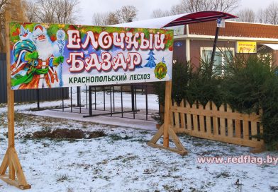 Где, когда и почём можно купить новогоднюю ёлку в Краснопольском районе