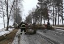 Последствия урагана на территории Могилевской области