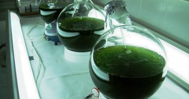В России запатентовали технологию получения нефти из водорослей