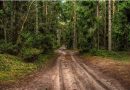 Cняты ограничения на посещение  лесов в Краснопольском районе