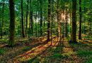 В Краснопольском районе сняты все ограничения на посещение леса