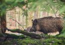 В Беларуси 1 октября начнется сезон загонной охоты на копытных
