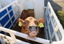 В Беларуси выводят уникальную породу коров с молоком без аллергенных последствий